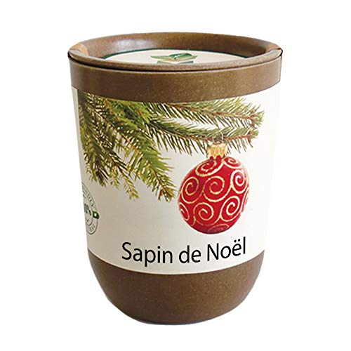 Mini sapin à faire pousser